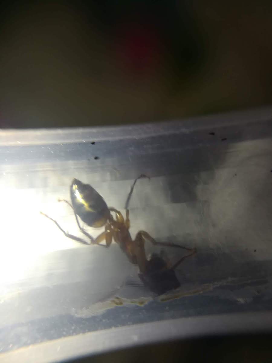 Reina a identificar