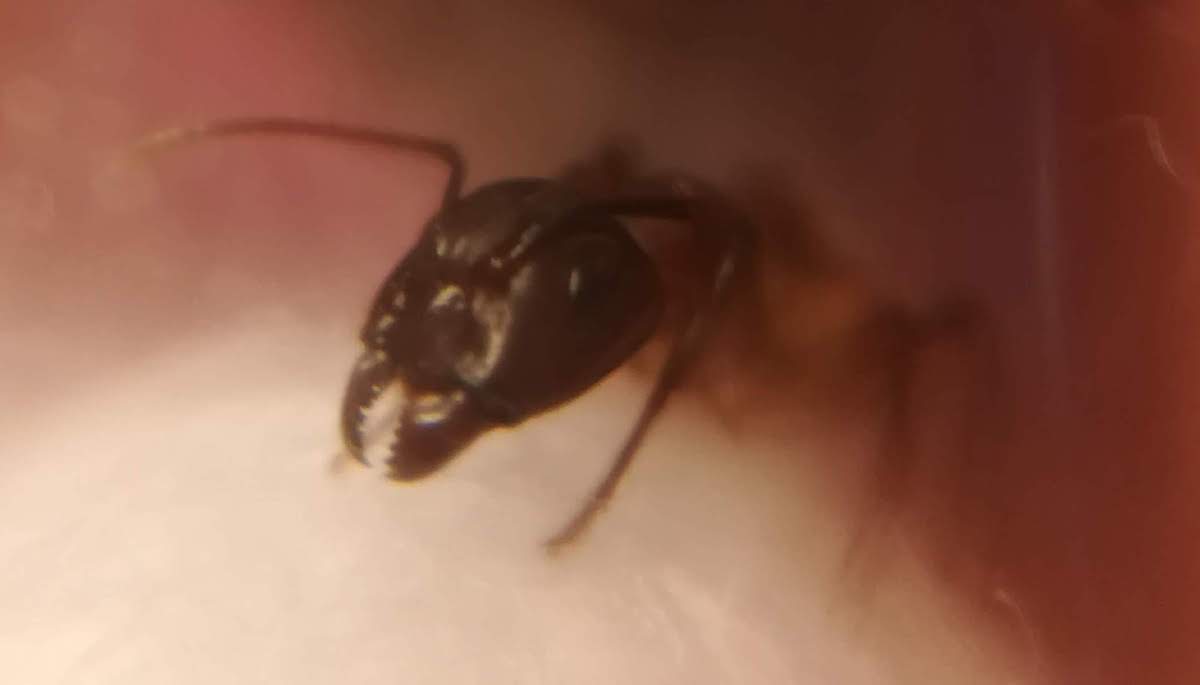 ayuda para identificar especie