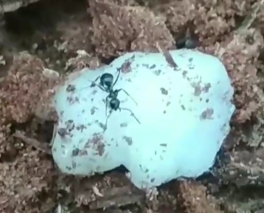 Encontre unas hormigas y no las se identificar