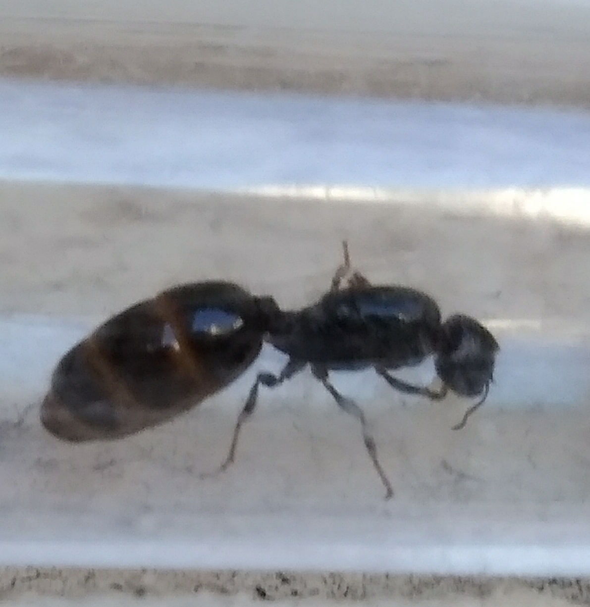 Hormiga sin identificar