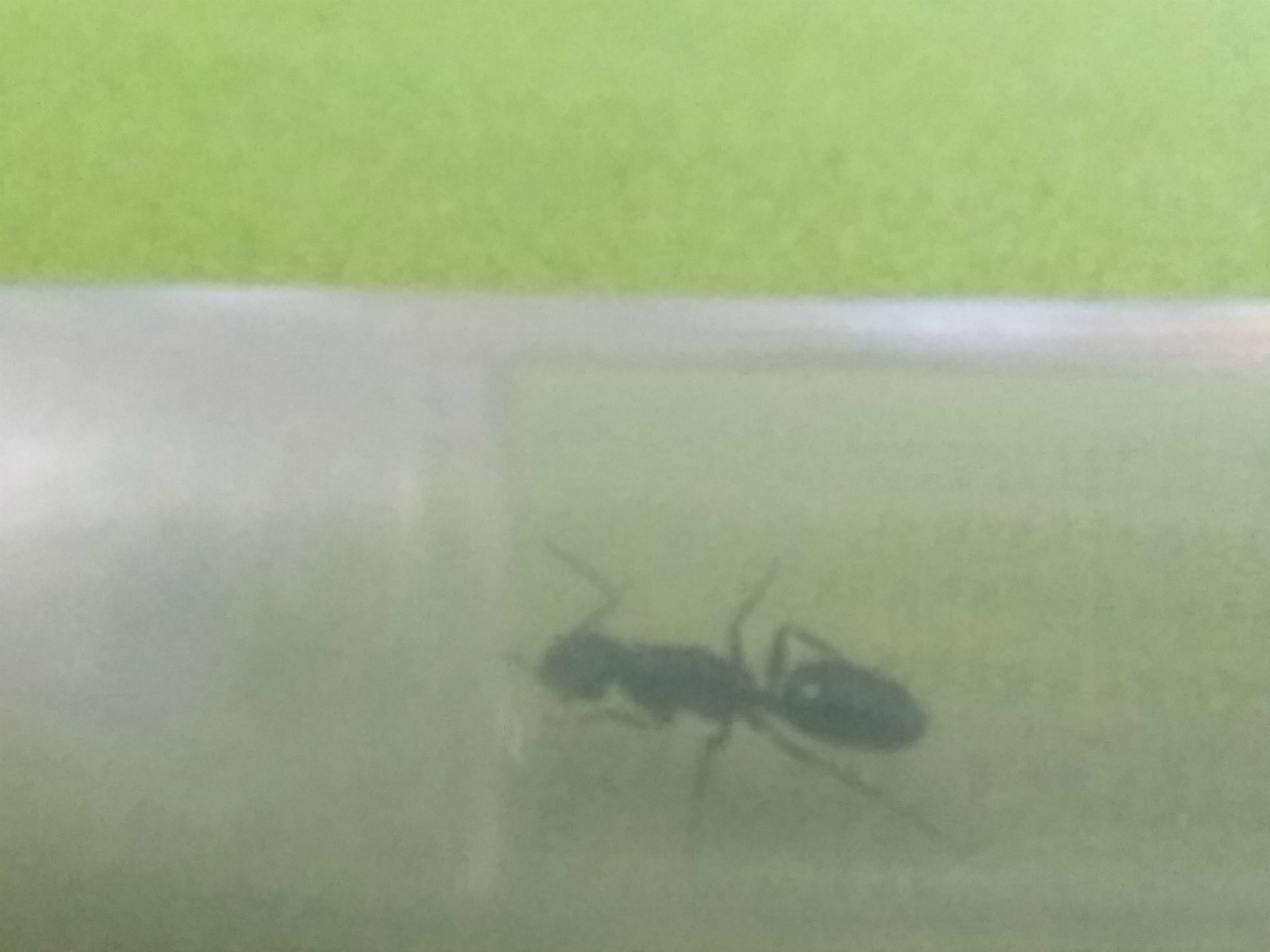 camponotus