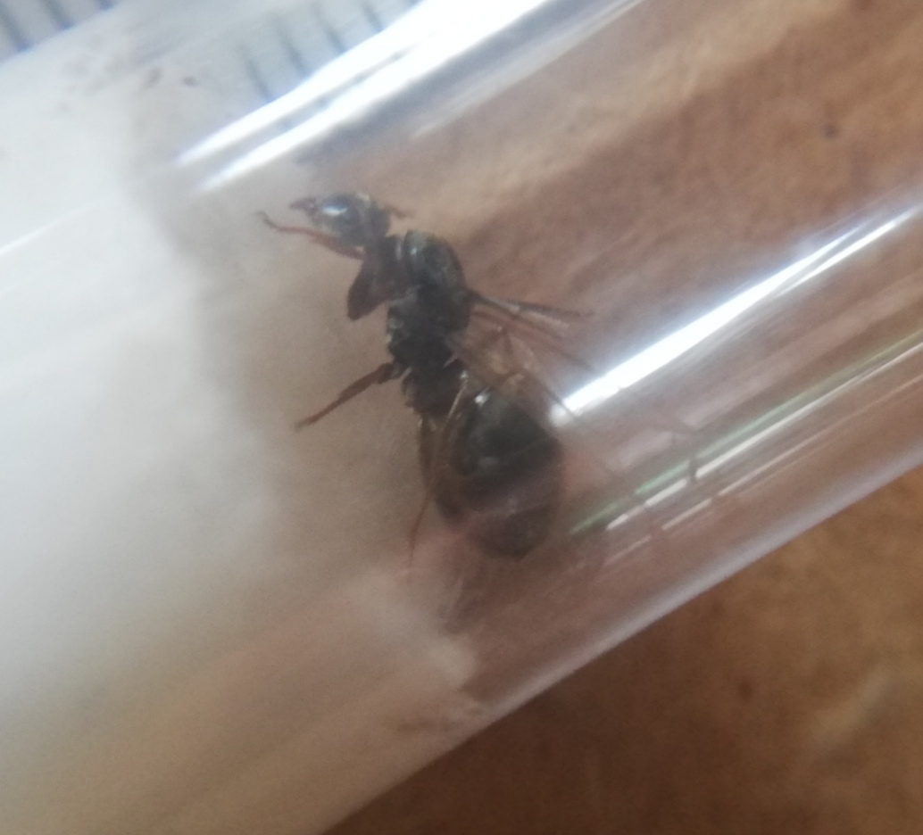Reina Lasius?