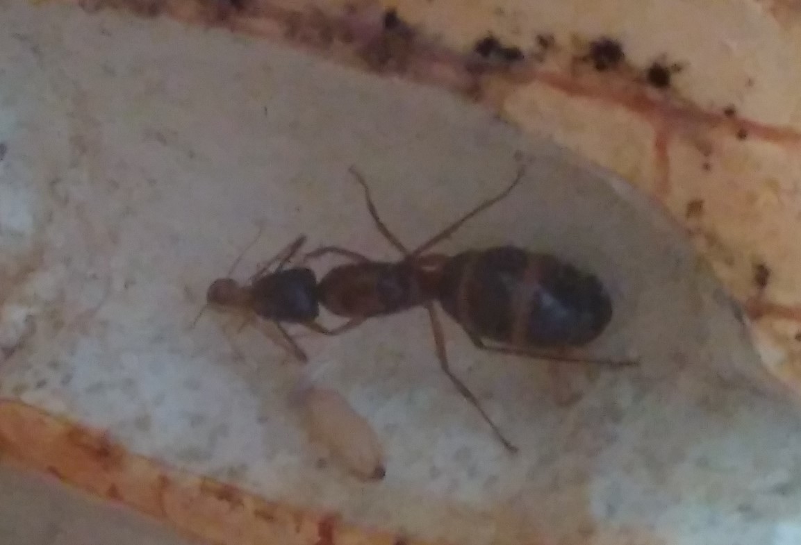 identificacin hormiga reina con 3 lneas amarillas