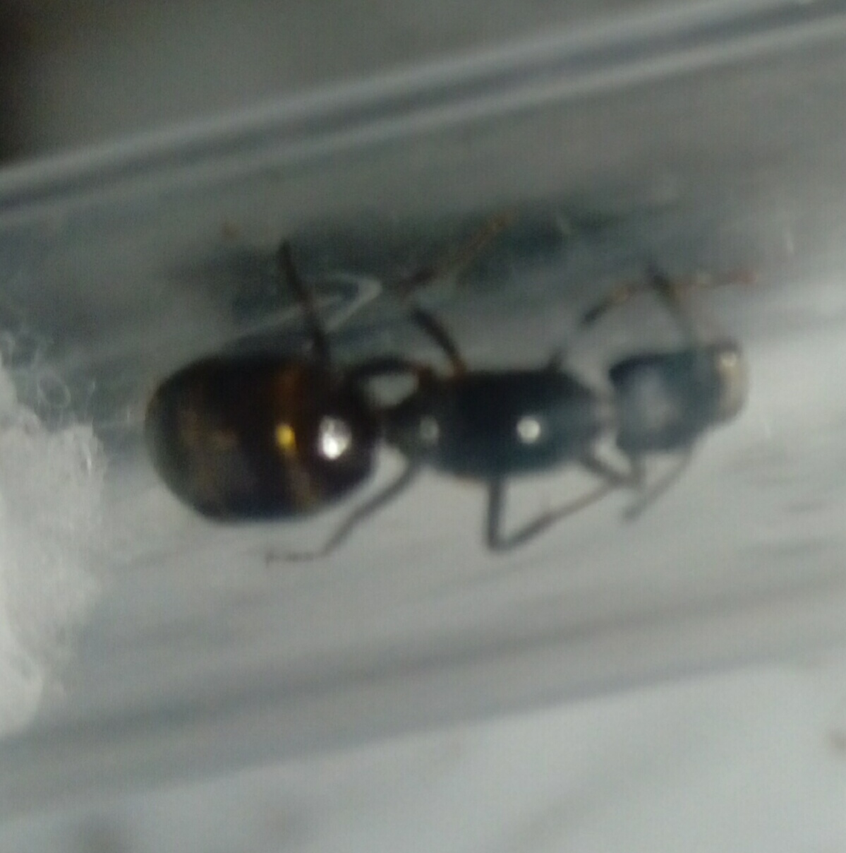 Reina ant 3