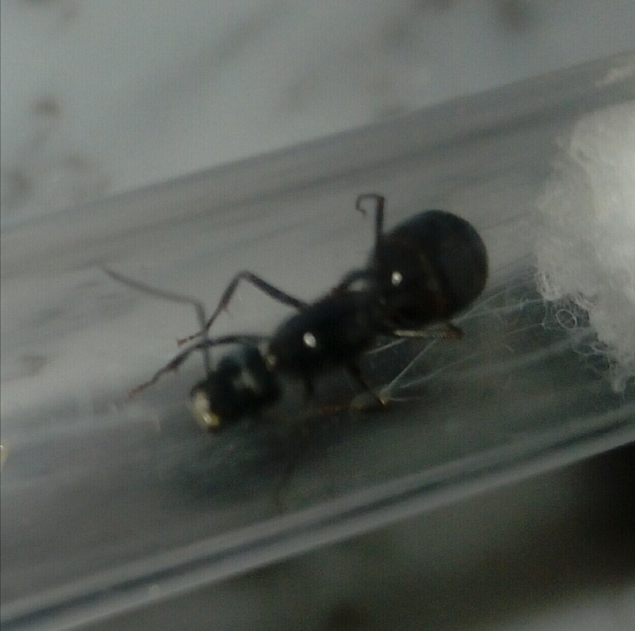 Reina ant 3.1