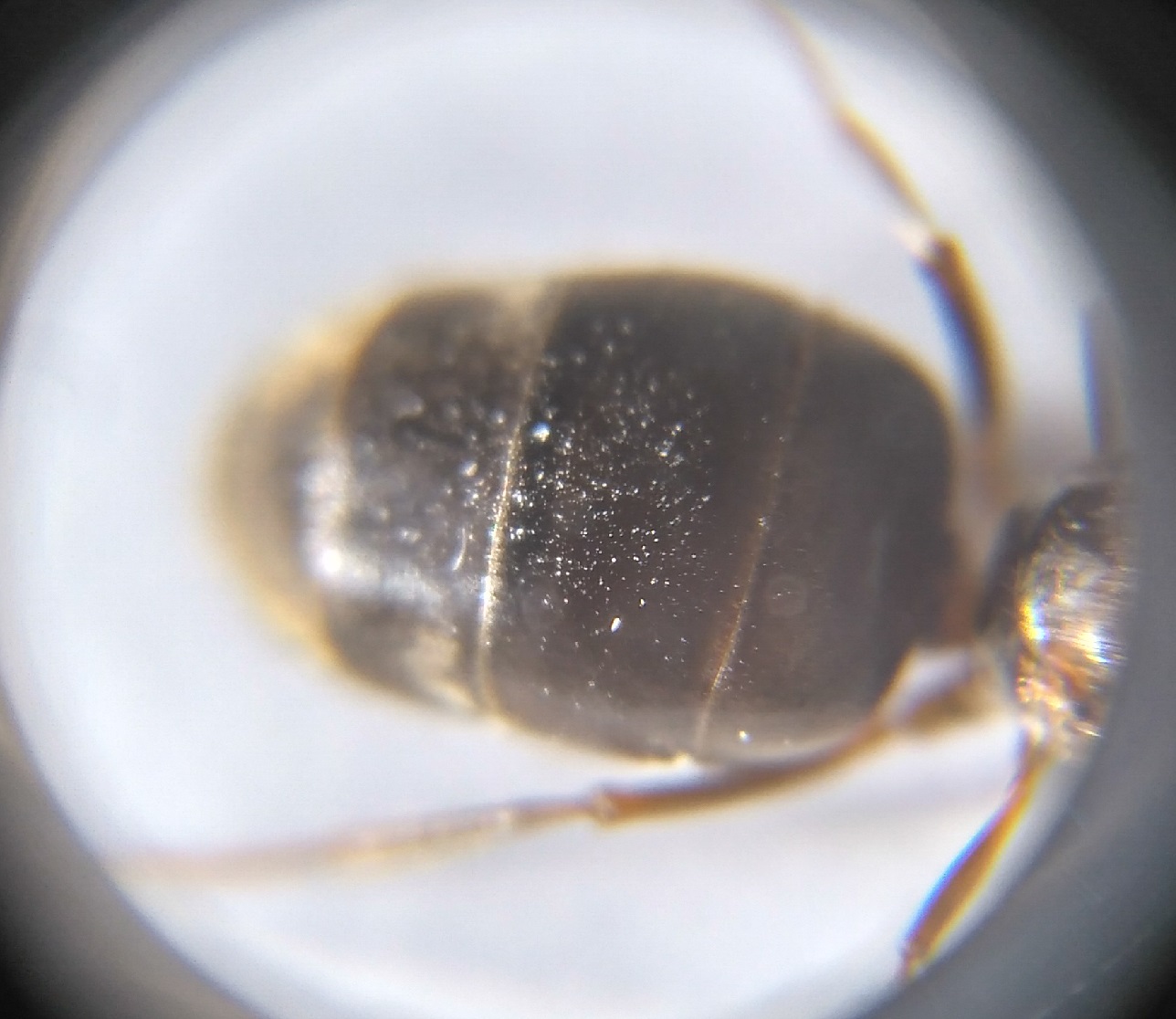 Lasius_3