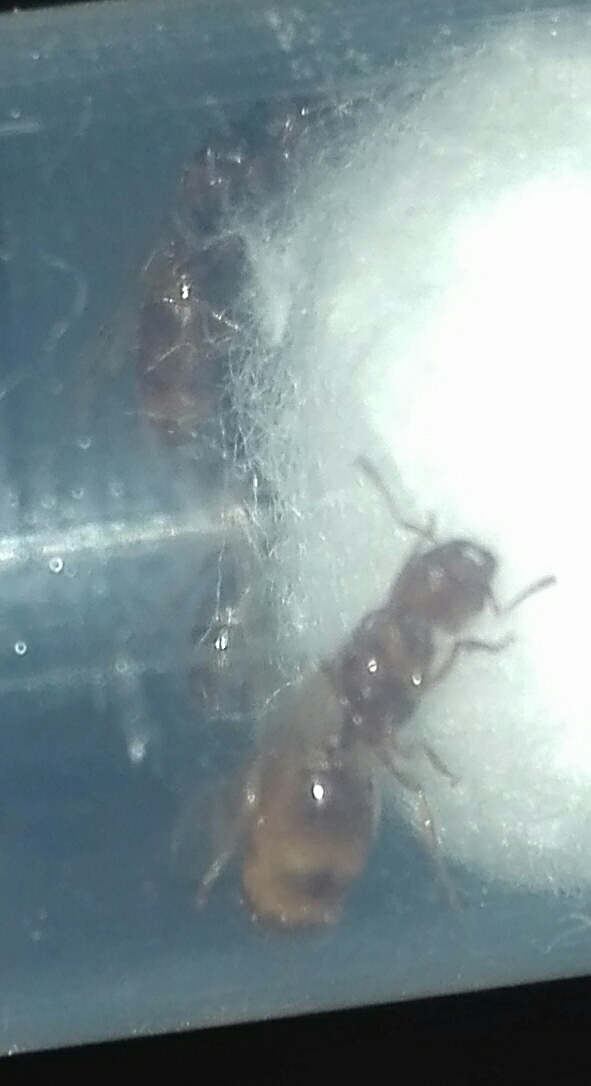 Solenopsis fugax?