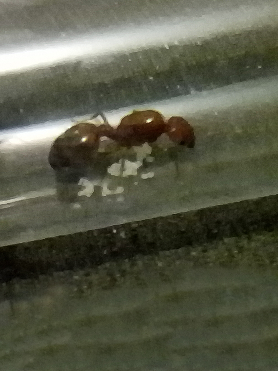 Posible Solenopsis invicta Buren?