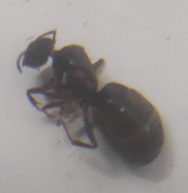 Reina sin identificar