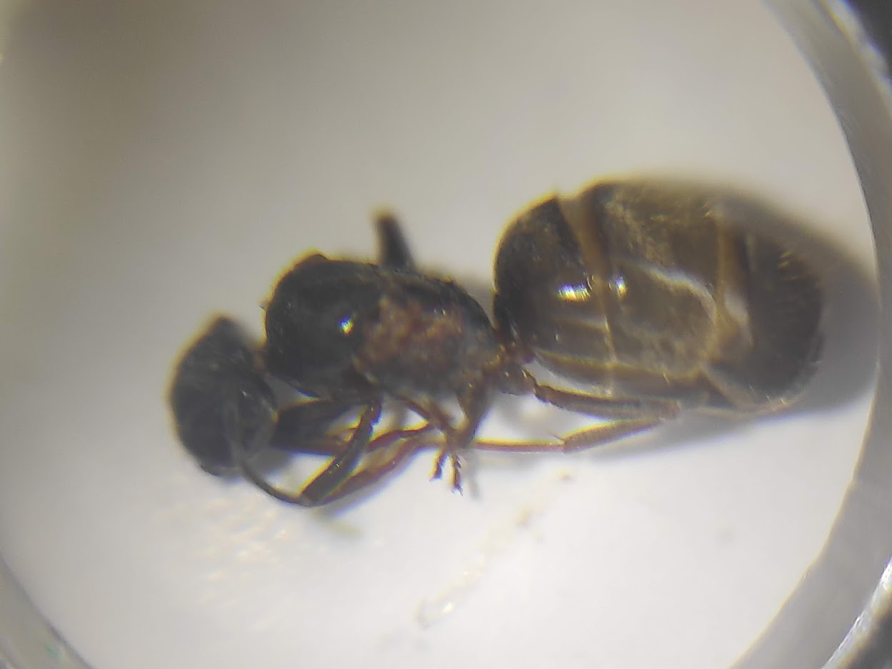 Reina sin identificar