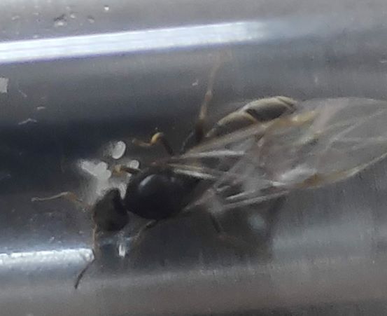 Reina Lasius con huevos