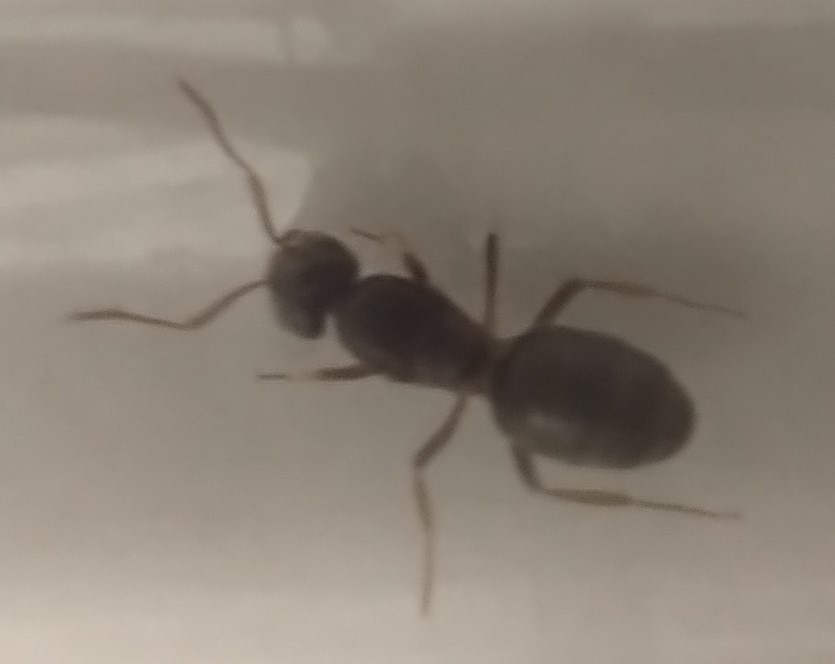 Reina a identificar 1