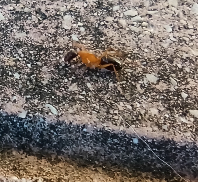 Lateralis?