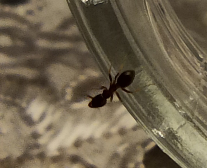 Obrera, pero no s� de qu� especie