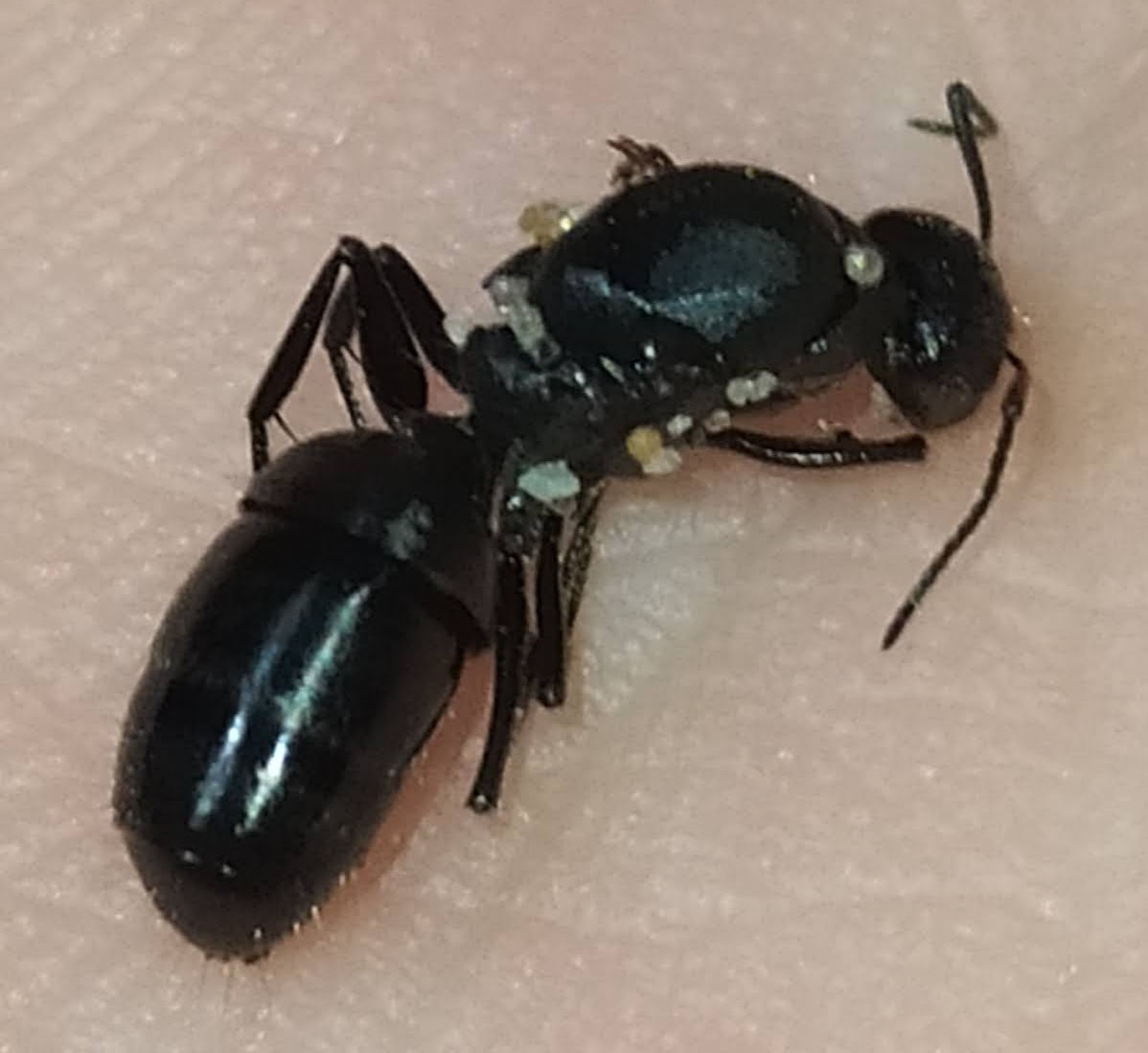 Ayuda a identificar