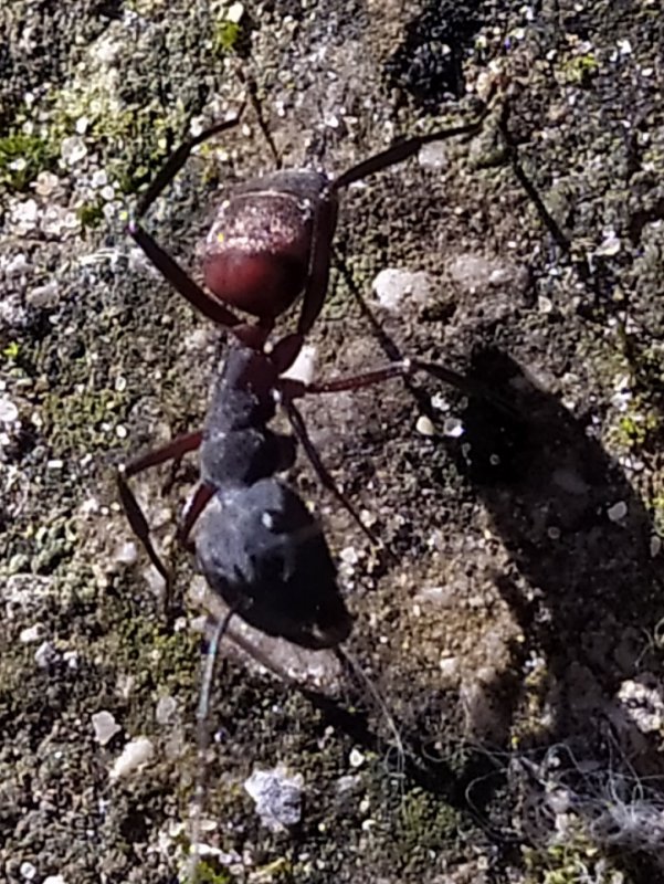 Creo que camponotus 2