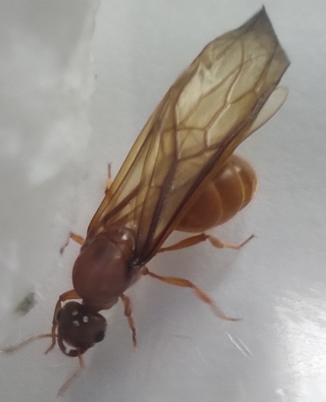 Ayuda identificar reina