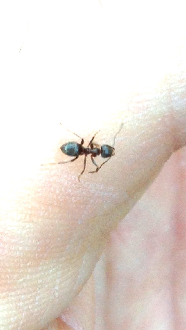 Hormiga
