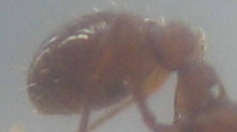 �Myrmica?