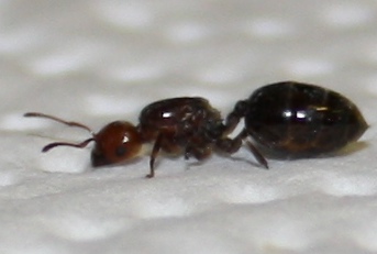 posible crematogaster