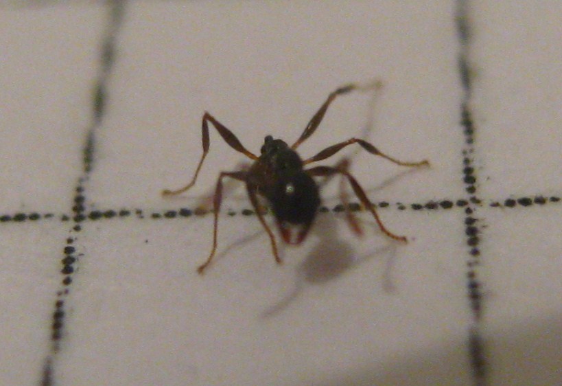 hormiga desconocida 3