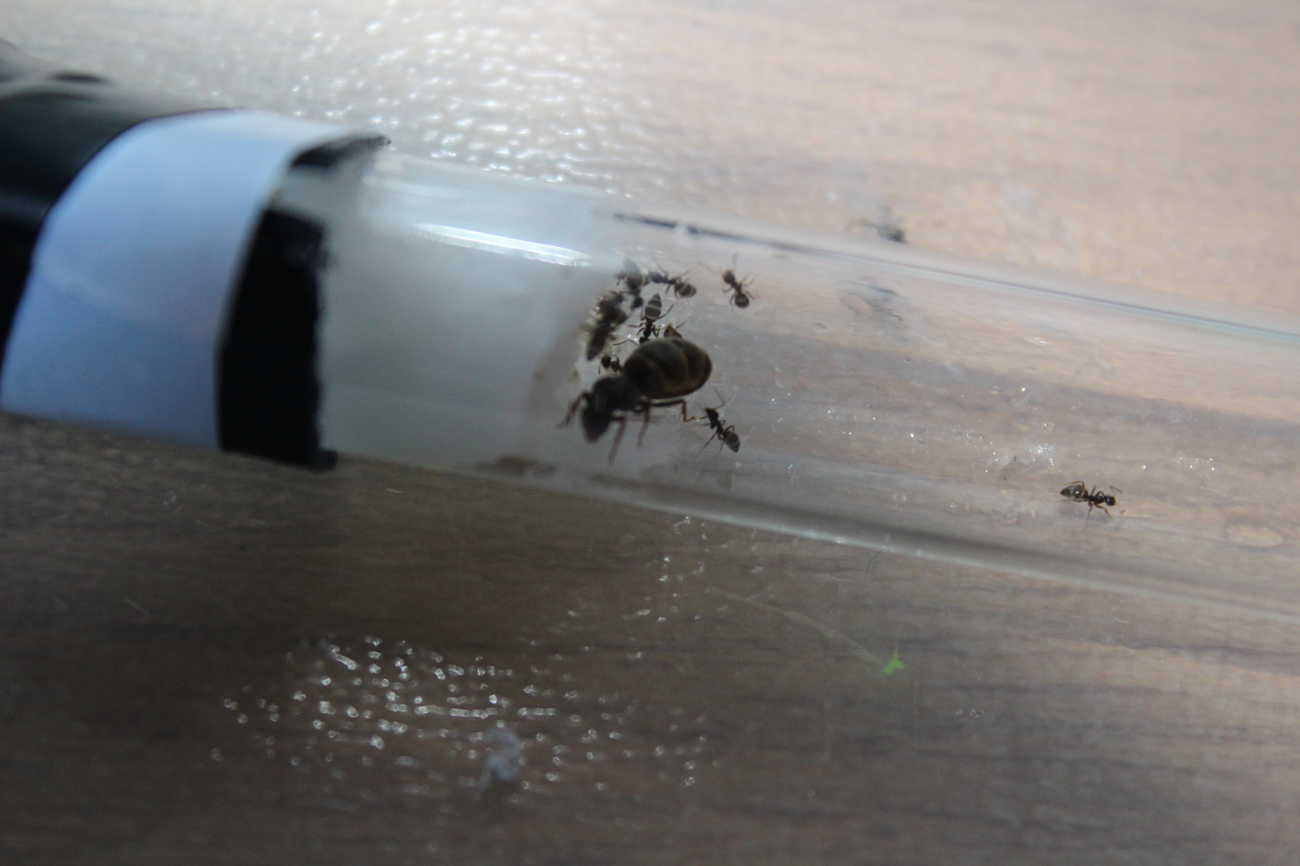 Ayuda identificacin hormiga reina
