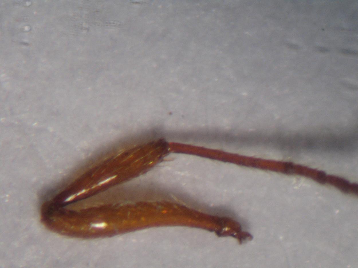 Myrmica