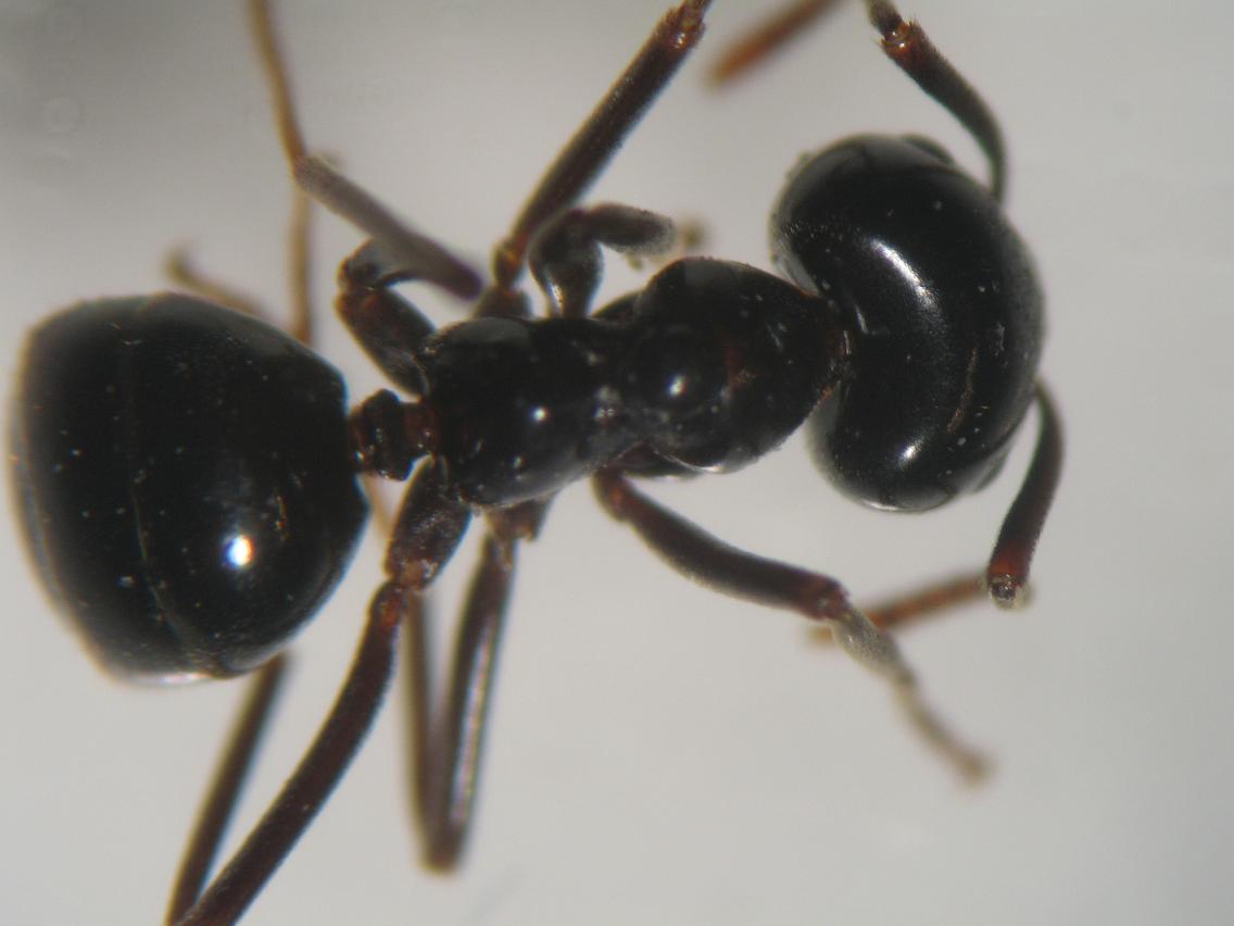 fuliginosus