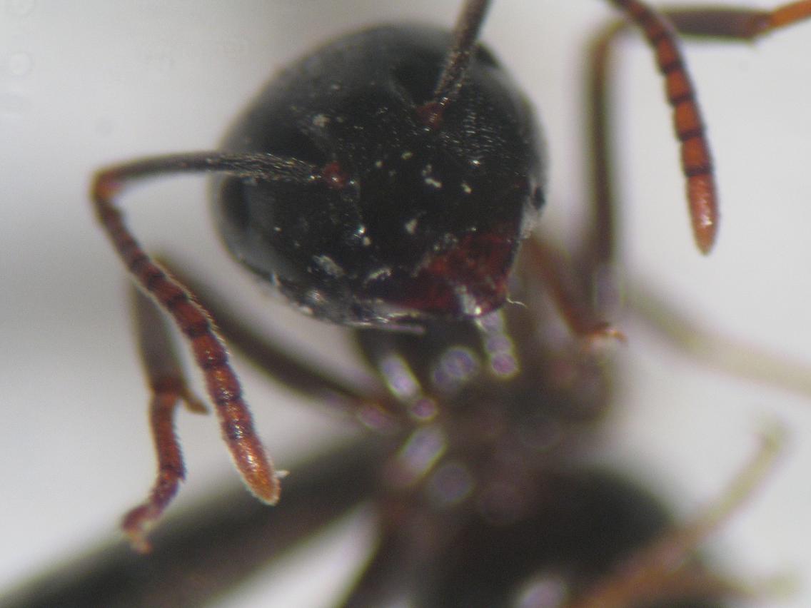 fuliginosus