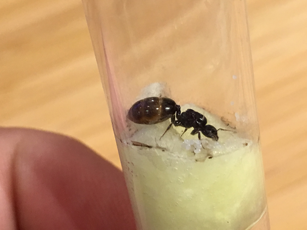 Es una Crematogaster Auberti?