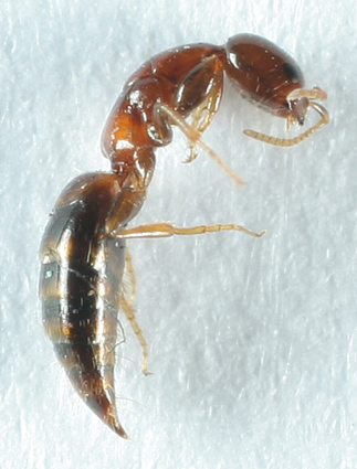 himen�ptero �ptero,bethylidae.scleroderma domesticus