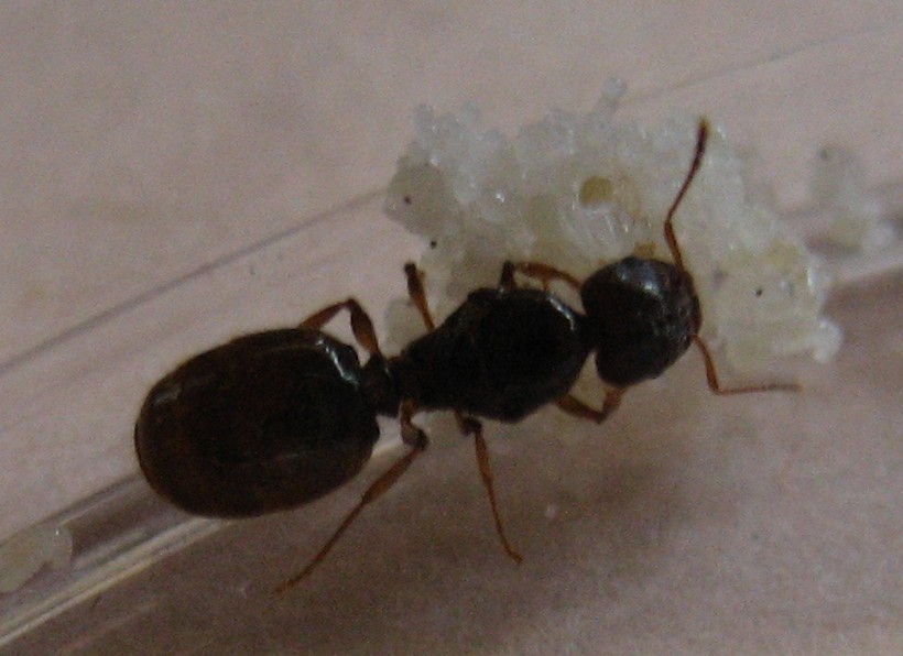 reina sin identificar