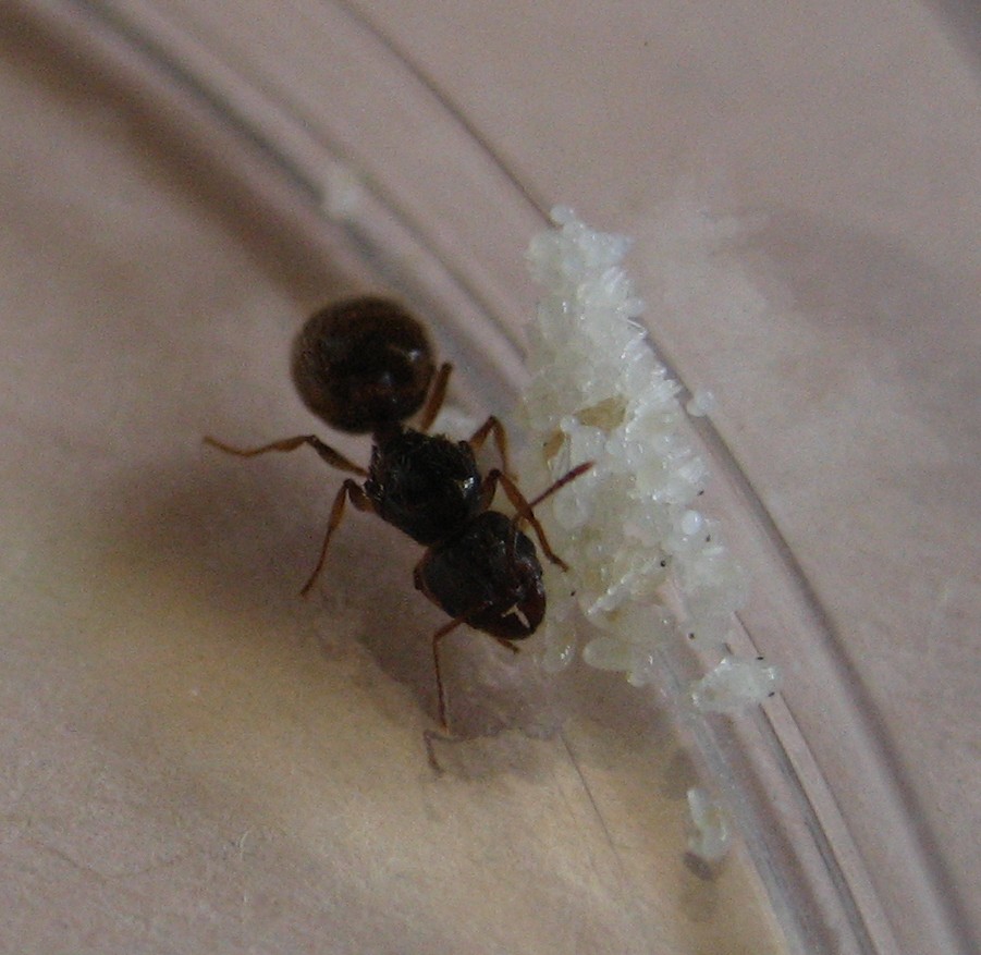 reina sin identificar