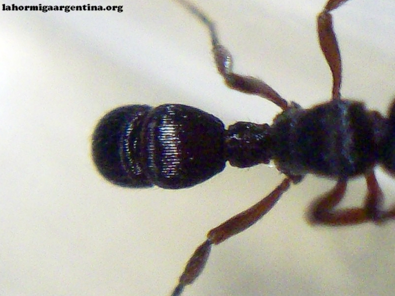 Ponerinae?_4