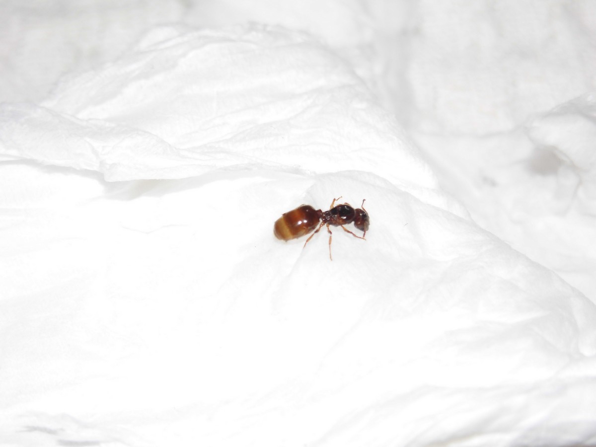 posible solenopsis fugax?