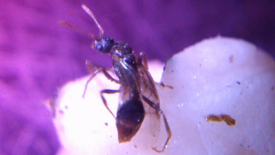 themnotorax macho?