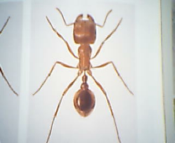 obrera pogonomyrmex barbatus