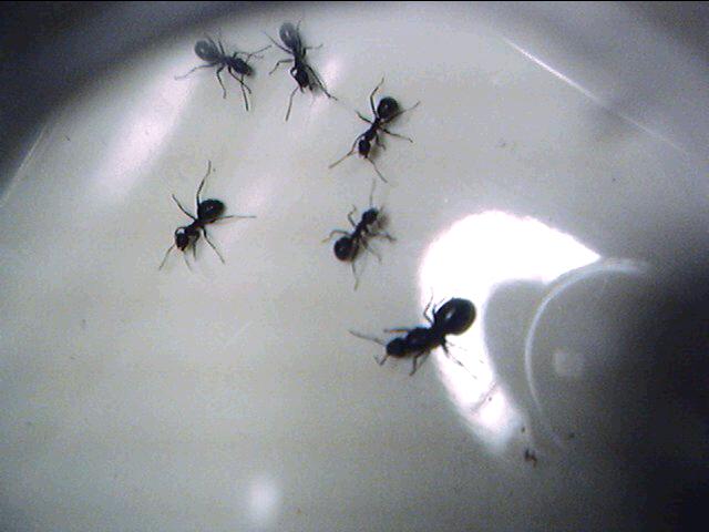 Formica?