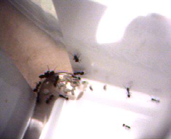 posible especie de aphaenogaster (gibbosa?)