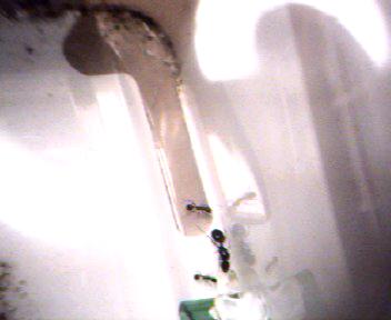 posible especie de aphaenogaster (gibbosa?)