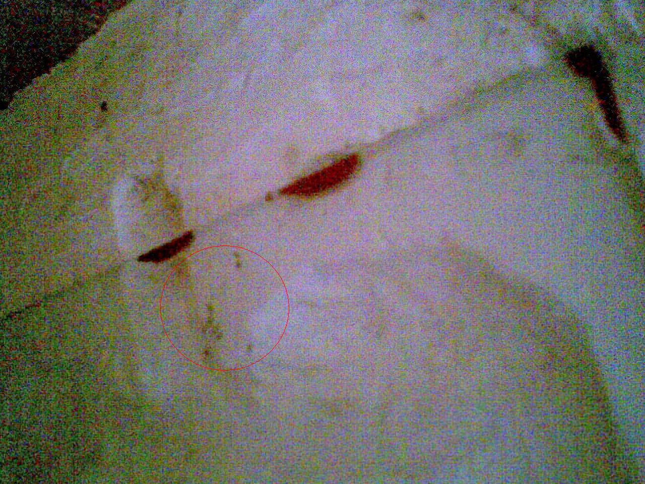 Hormigas foto4