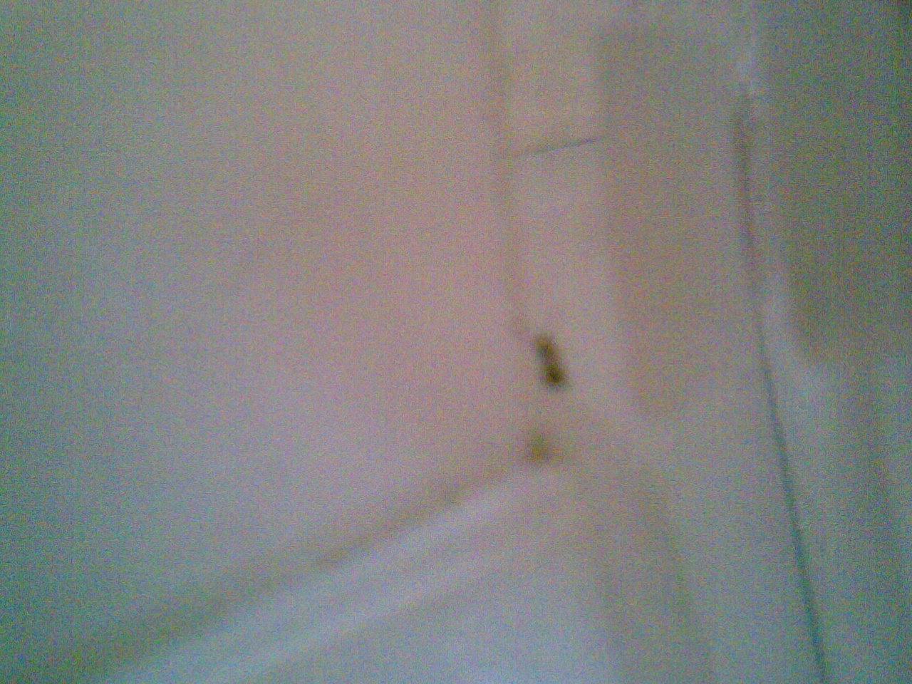 Hormigas foto3