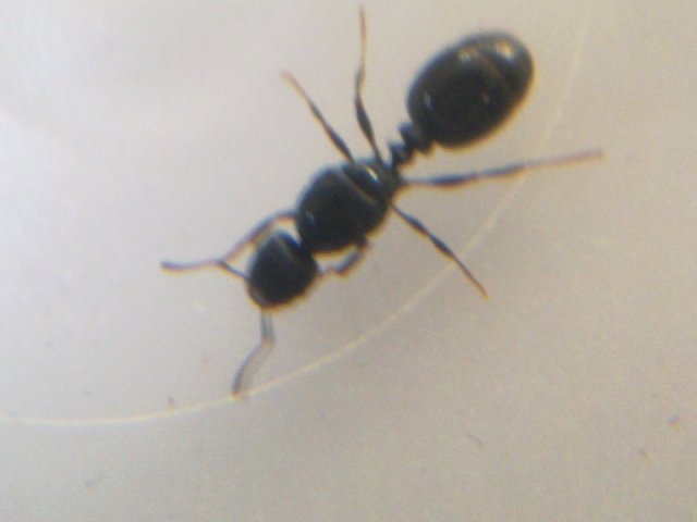 Tetramorium caespitum ?
