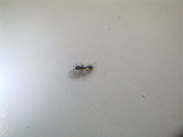Tetramorium caespitum nurse