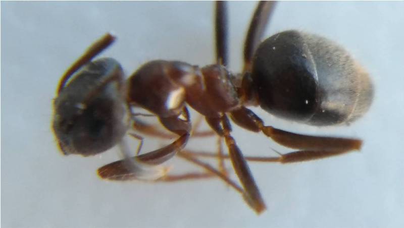 ayuda identificar obrera