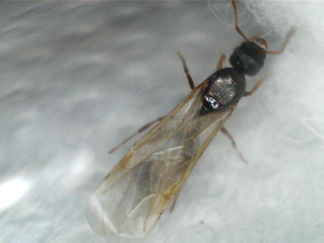 identificar