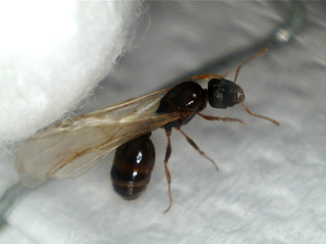 identificar