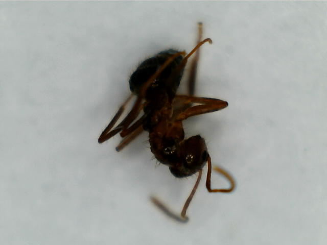 identifica