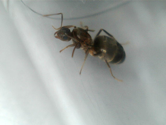 Identifica