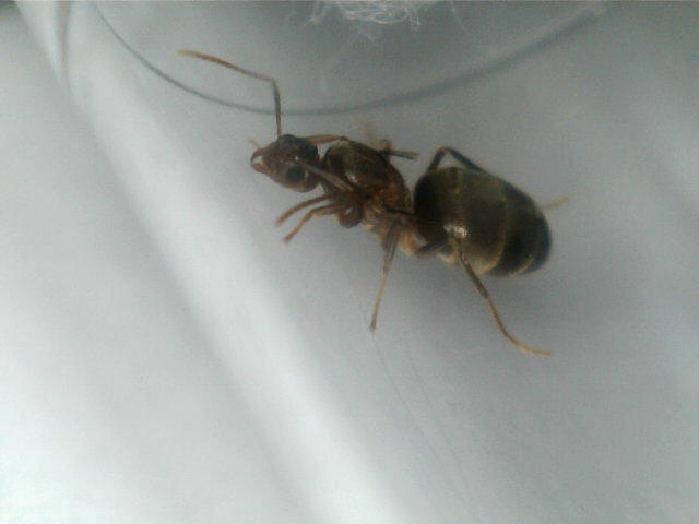 Identifica